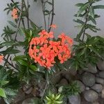 Ixora chinensis Blüte