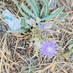 Lactuca tatarica Habit