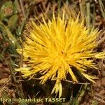 Centaurea acaulis Blomma