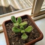 Cotyledon tomentosaFolha