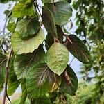 Fagus orientalisΦύλλο