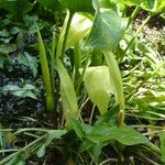 Arum italicum অভ্যাস