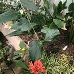 Hibiscus schizopetalus Staniste