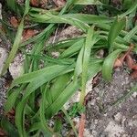 Albuca bracteata Hostoa