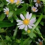 Symphyotrichum novi-belgii Blüte