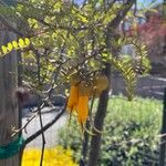 Sophora microphylla Blüte