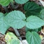 Sida cordata Frunză