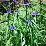 Tradescantia occidentalis Flower