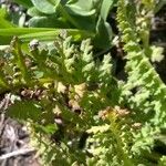 Pedicularis mixta Leaf