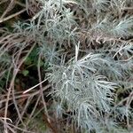 Helichrysum italicum Folha