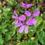 Erodium cicutarium Blomma