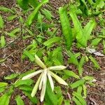 Magnolia fraseri Blüte