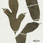 Artocarpus anisophyllus পাতা
