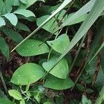 Polygonatum latifolium 葉