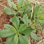 Talinum portulacifolium Blatt