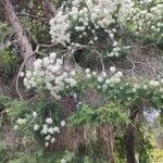 Melaleuca linariifolia Habitus