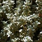 Shepherdia rotundifolia Hoja