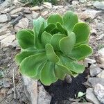 Aeonium balsamiferum 叶