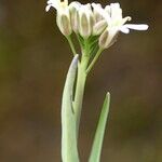 Turritis brassica Other