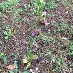 Ophrys apifera Virág