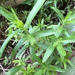 Mentha longifolia Fulla