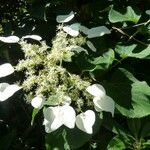 Schizophragma hydrangeoides 花