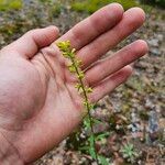 Solidago hispida