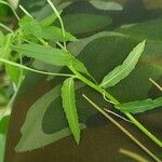 Epilobium roseum Fuelha