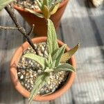 Malva oblongifolia