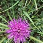 Cirsium acaule Virág