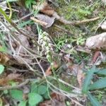 Neotinea maculata Kvet