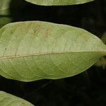 Bursera simaruba Leaf