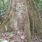 Julbernardia seretii Corteza