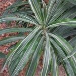 Dracaena fragrans Blad