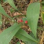 Convallaria majalisFruchs