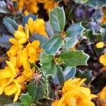 Berberis darwinii List