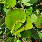 Coccoloba uvifera Leaf