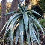 Aloe marlothii Lapas