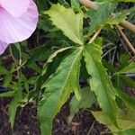 Hibiscus cannabinus Fuelha