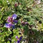 Oxytropis jacquinii ফুল