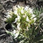 Echium brevirame Cvijet
