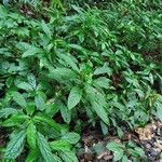 Mercurialis leiocarpa Hoja