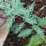 Salvia yangii Feuille