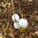 Symphoricarpos albus 果實