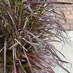 Pennisetum setaceum List