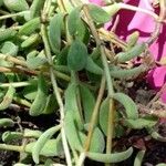 Crassula rogersii Hoja