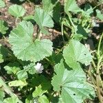 Malva neglecta Blatt