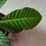 Euphorbia leuconeura 葉