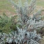 Juniperus scopulorum 形态