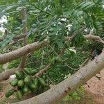 Spondias purpurea Fruit